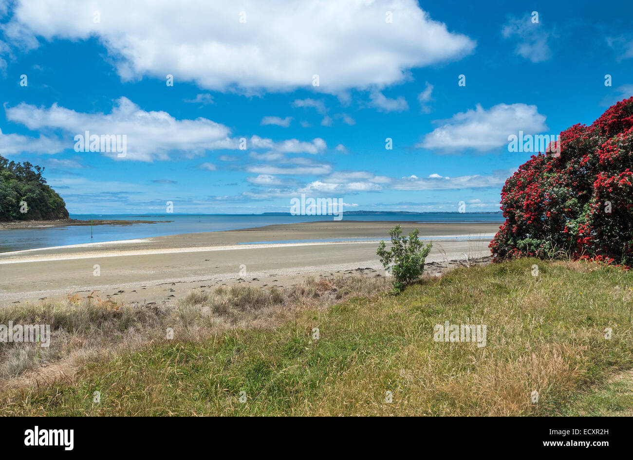 Flowering Pohutukawa tree at mouth of Puhoi River, Wenderholm Regional Park, Auckland, New Zealand Stock Photo