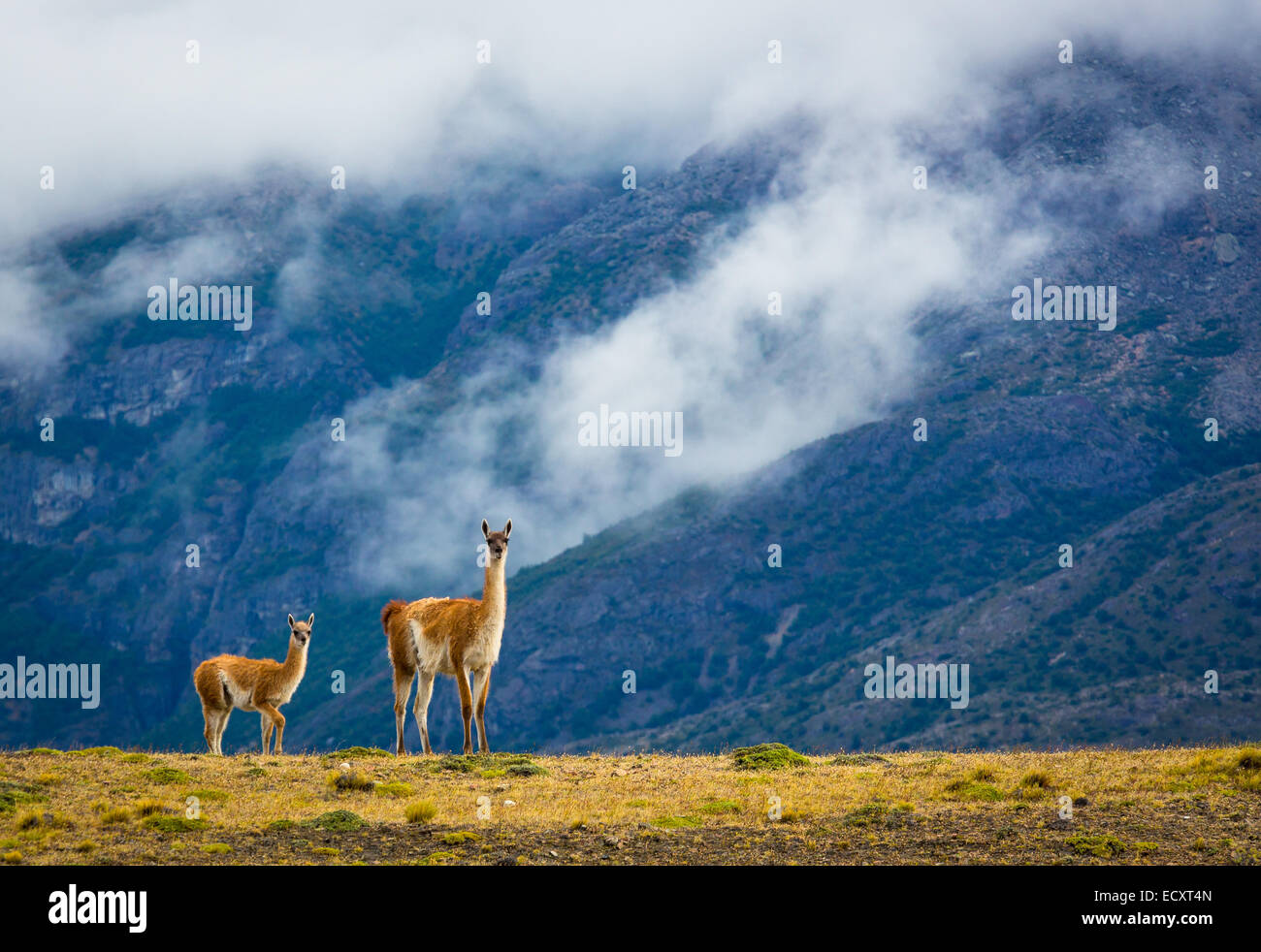 The guanaco is a camelid native to South America that stands between 1 and 1.2 metres and wieghes about 90 kg Stock Photo