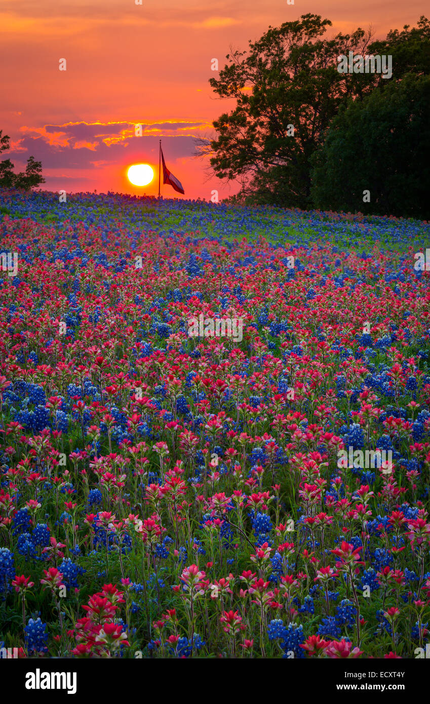 Bluebonnet Lupine High Resolution Stock Photography and Images - Alamy