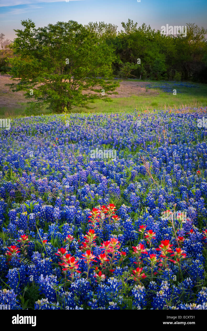 Bluebonnet Lupine High Resolution Stock Photography and Images - Alamy