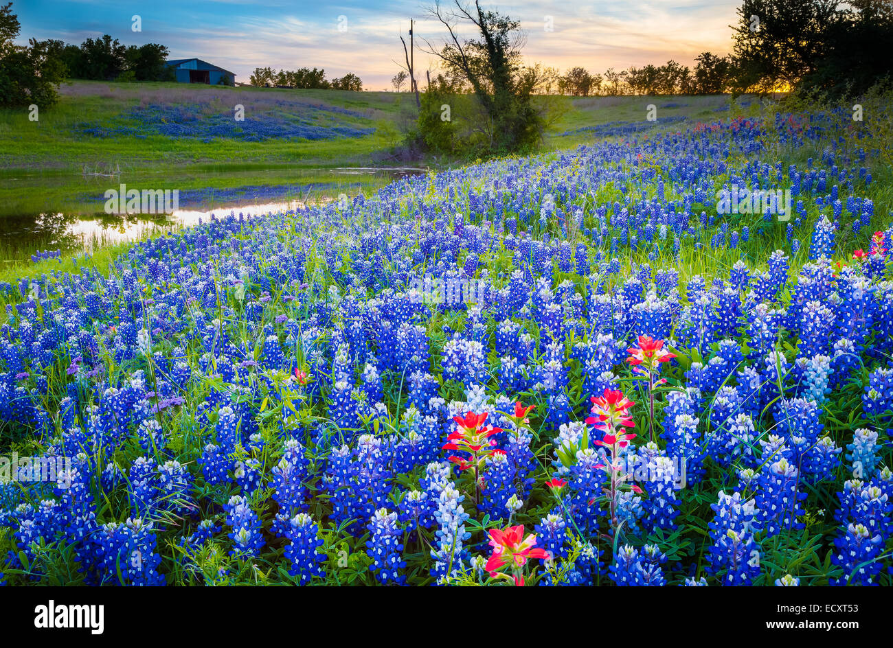 Texas paintbrush and bluebonnets in Ennis, Texas. Lupinus texensis, Texas bluebonnet, is a species of lupine endemic to Texas. Stock Photo