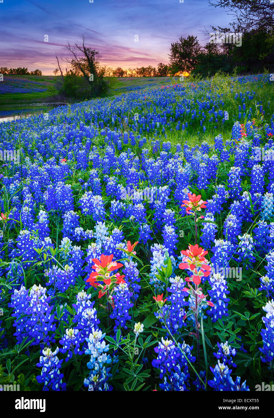 Bluebonnet Lupine High Resolution Stock Photography and Images - Alamy
