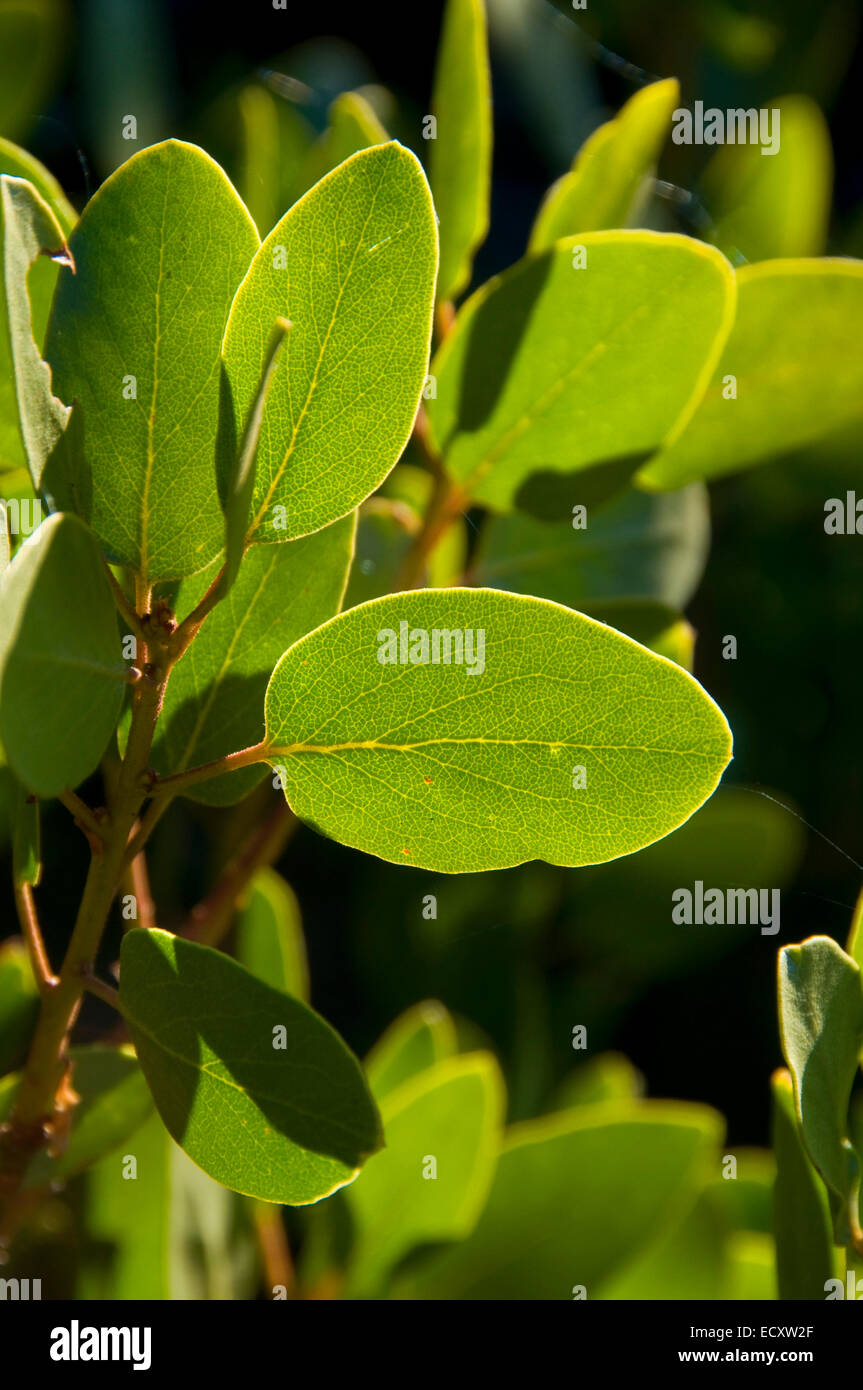 Arctostaphylos Manzanita High Resolution Stock Photography and Images