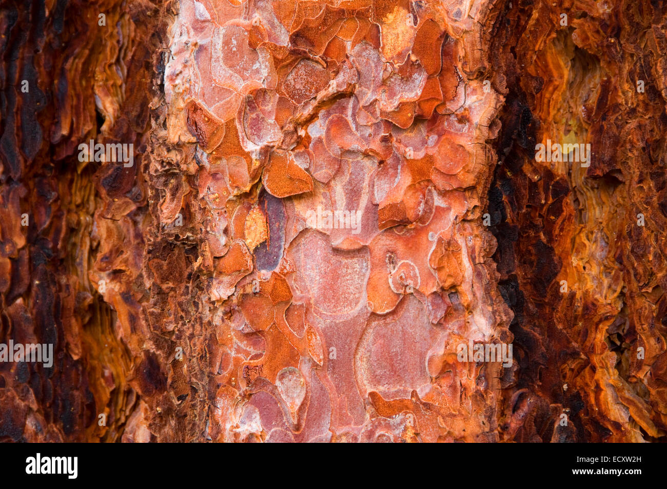 Ponderosa pine (Pinus ponderosa) bark along Clear Lake Trail, South ...