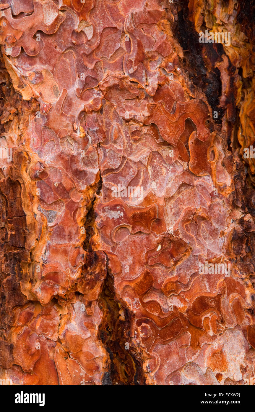 Ponderosa pine (Pinus ponderosa) bark along Clear Lake Trail, South ...