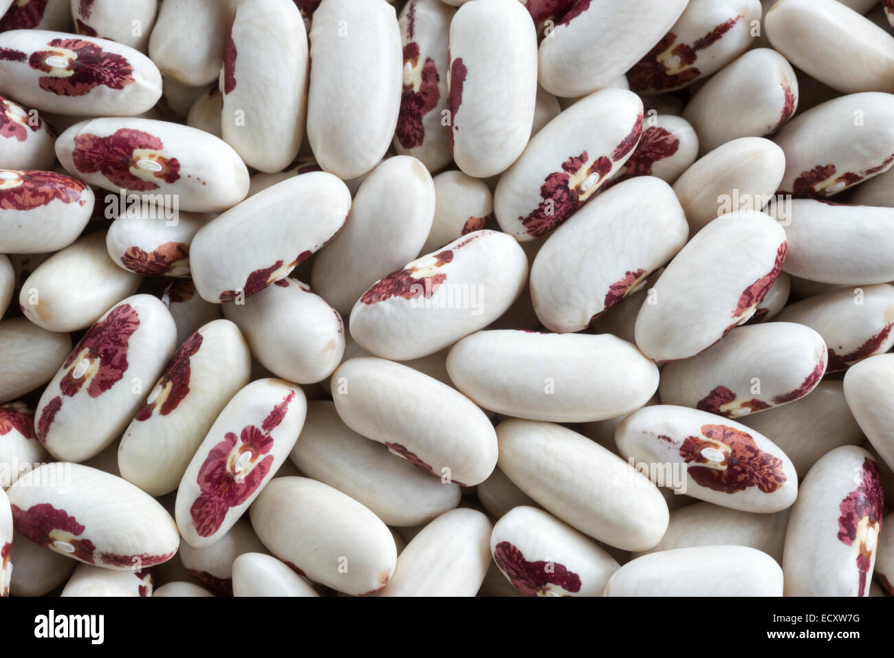 Heirloom bean hires stock photography and images Alamy