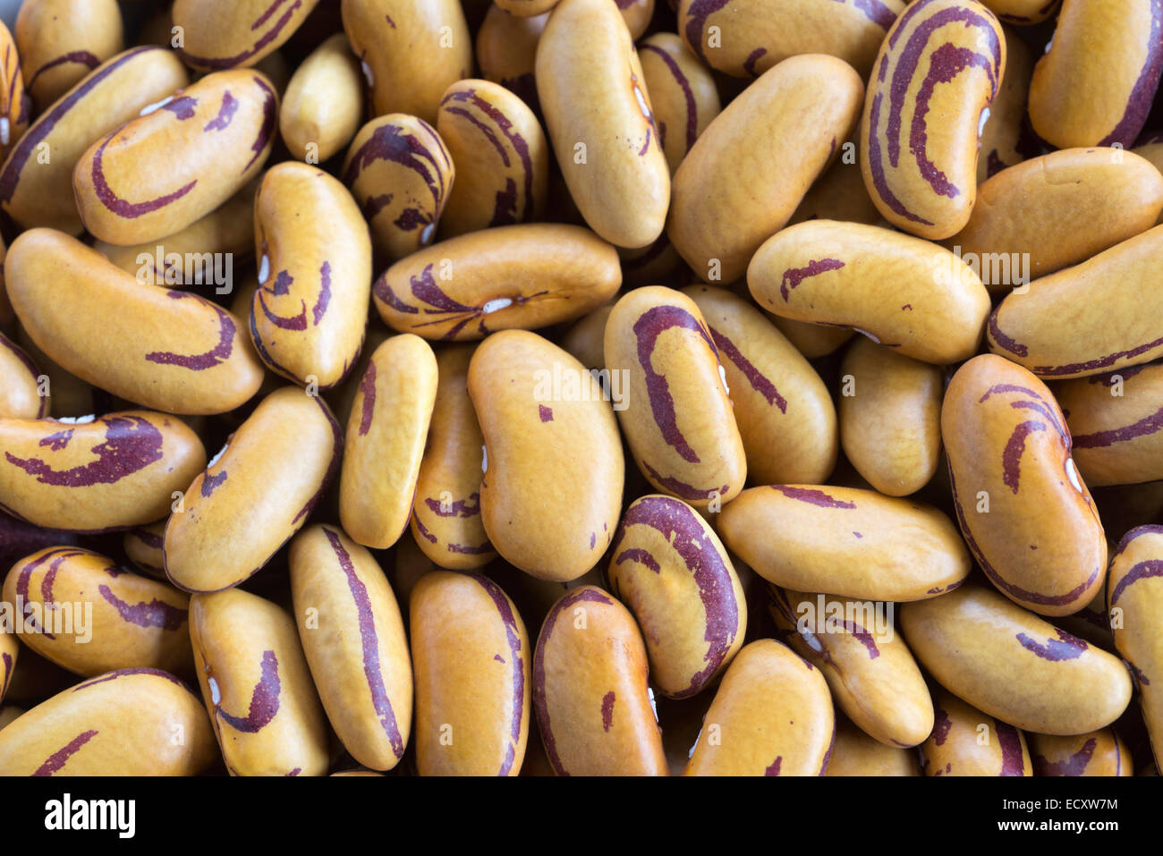 Dried Tiger's Eye beans Stock Photo Alamy