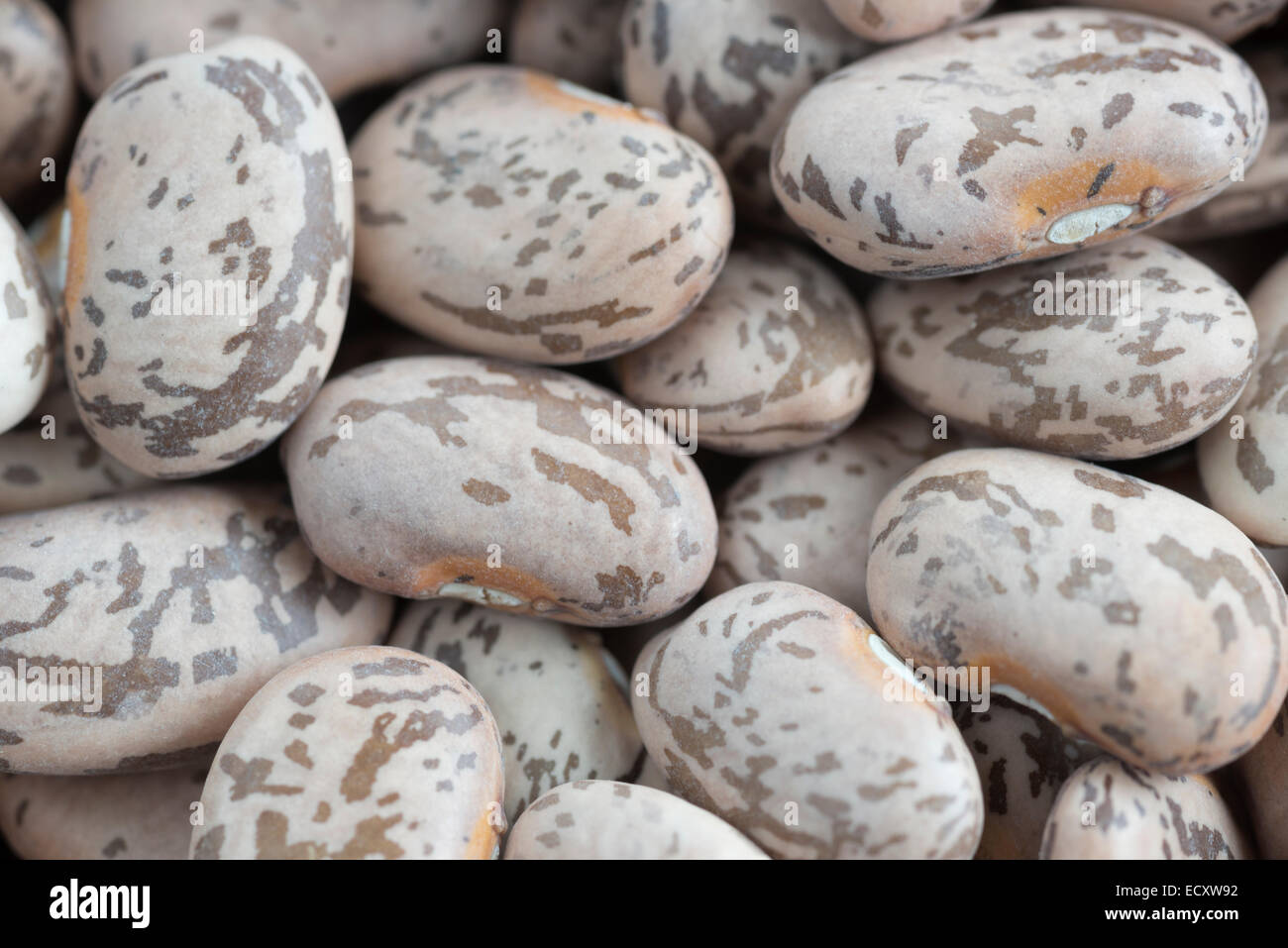 Dried pinto beans Stock Photo Alamy