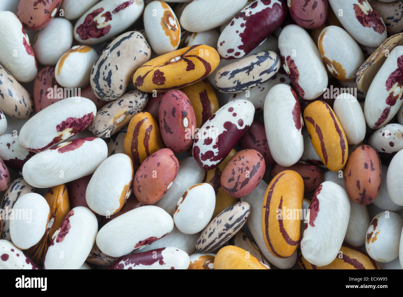 Variety of dried heirloom beans Stock Photo Alamy