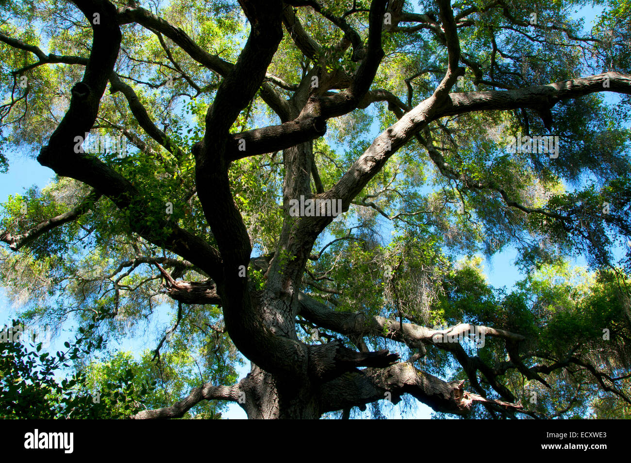 Live oak along Nature Trail Loop, Ronald W Caspers Wilderness Park