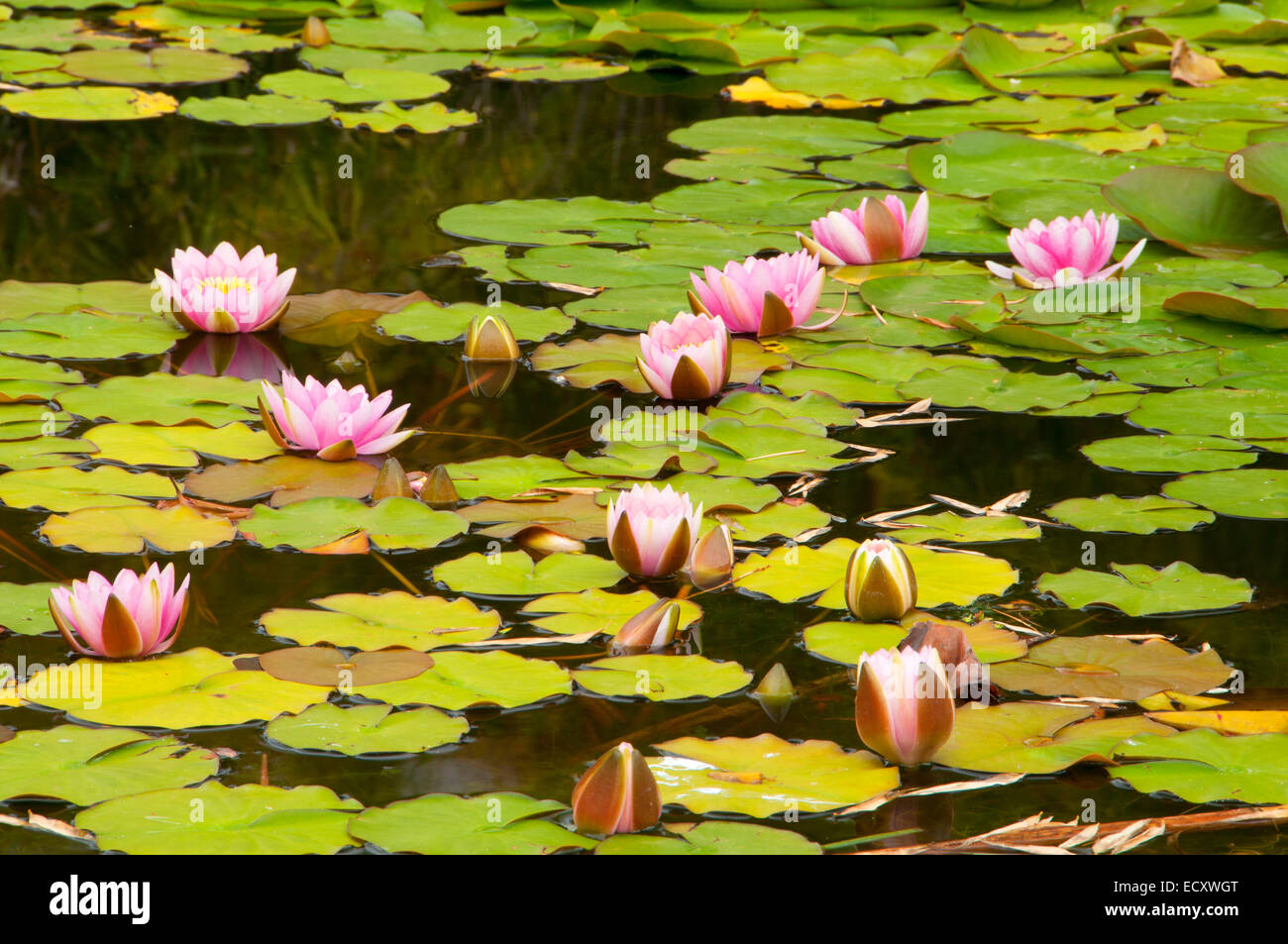 Waterlily In Bamboo Pond San Diego Botanic Garden Encinitas