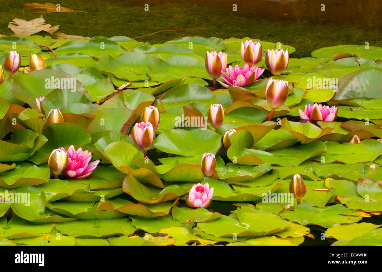 Waterlily In Bamboo Pond San Diego Botanic Garden Encinitas