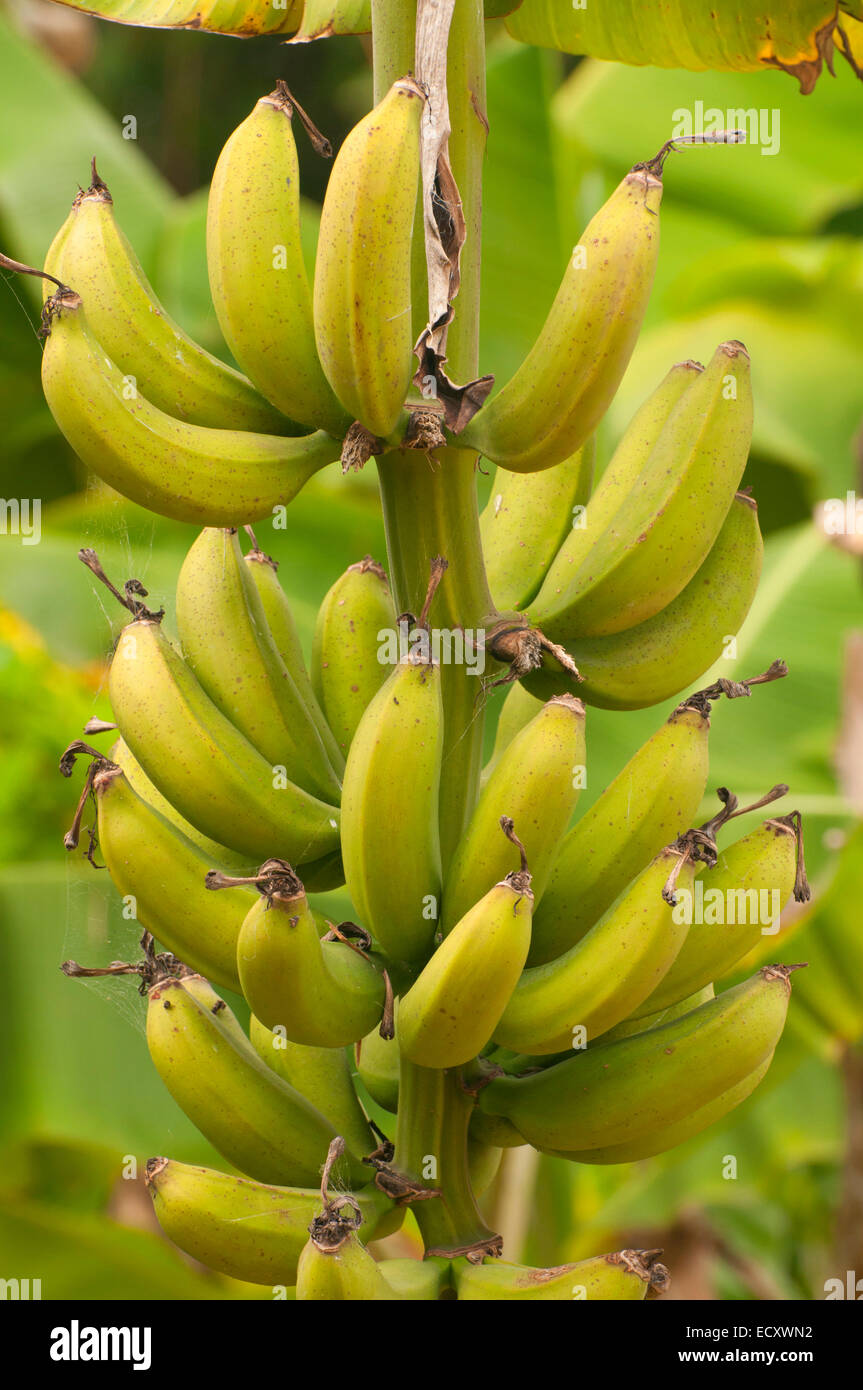 Manzano bananas hires stock photography and images Alamy