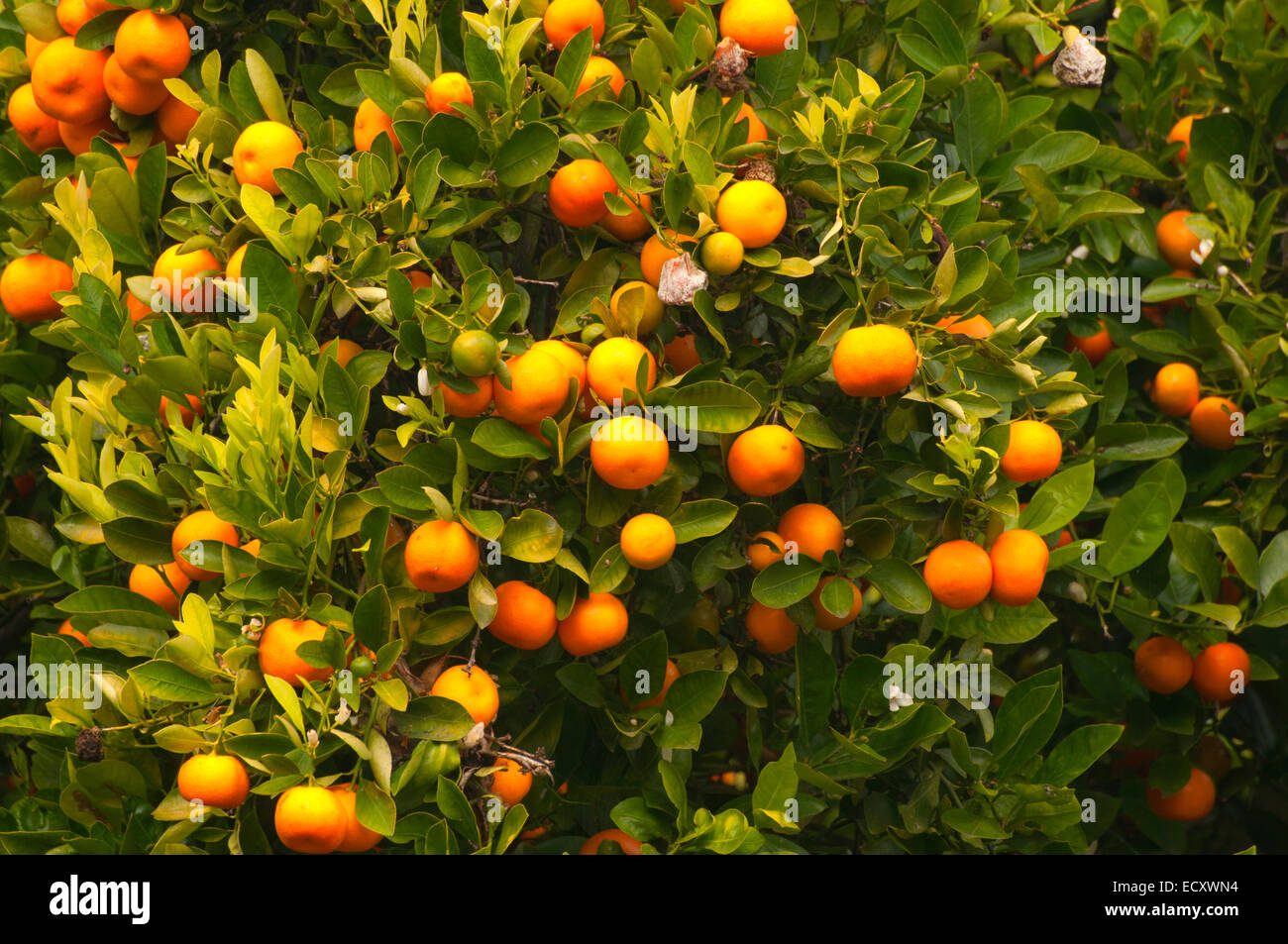 Citrus tree, San Diego Botanic Garden, Encinitas, California Stock
