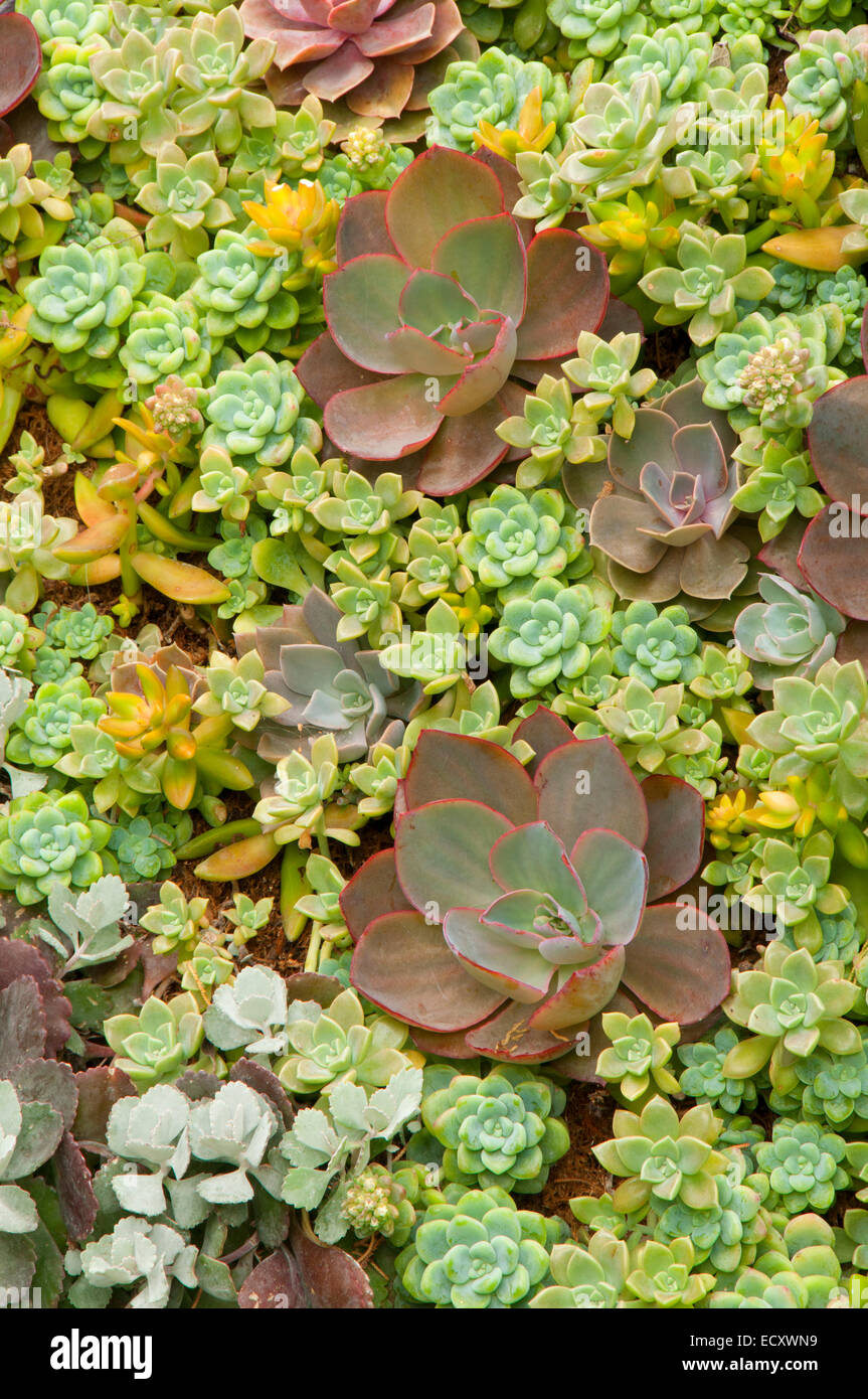 Succulent garden in california hi-res stock photography and images - Alamy