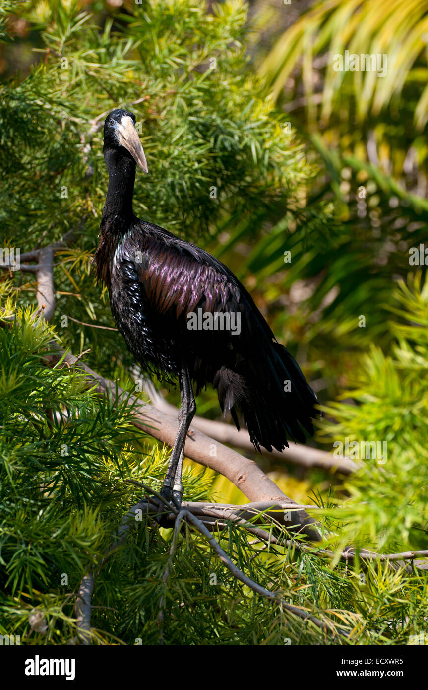African openbill stork (Anastomus lamelligerus), San Diego Zoo Safari Park, San Diego County, California Stock Photo
