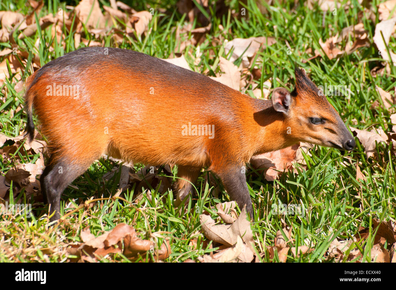 Red-flanked Duiker (Mammals of the WAP complex) · iNaturalist