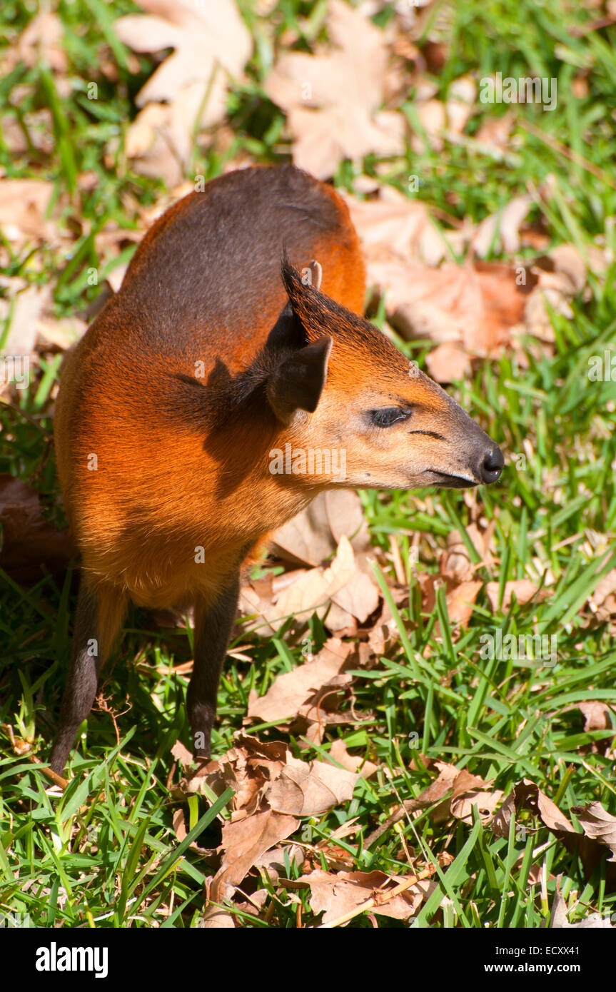 Western red-flanked duiker (Cephalophus rufilatus), San Diego Zoo Safari  Park, San Diego County, California Stock Photo - Alamy