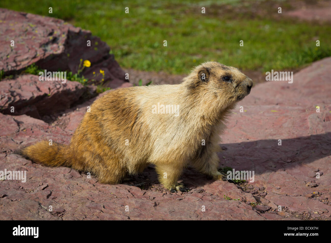 Marmot in Glacier National Park, Montana Stock Photo