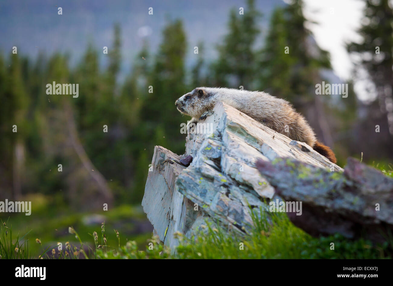 Marmot in Glacier National Park, Montana Stock Photo