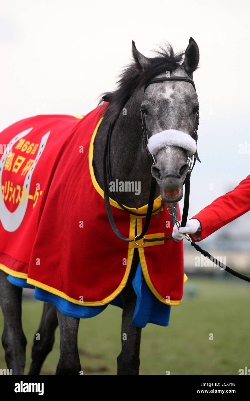 Hyogo, Japan. 21st Dec, 2014. Danon Platina Horse Racing : Danon Platina after winning the Asahi Hai Futurity Stakes at Hanshin Racecourse in Hyogo, Japan . Credit:  Eiichi Yamane/AFLO/Alamy Live News Stock Photo
