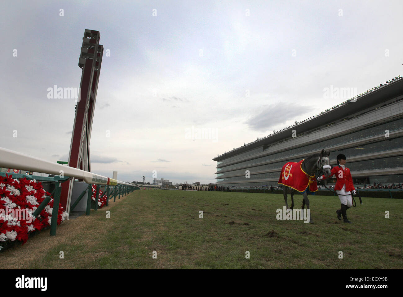 Hyogo, Japan. 21st Dec, 2014. Danon Platina Horse Racing : Danon Platina after winning the Asahi Hai Futurity Stakes at Hanshin Racecourse in Hyogo, Japan . Credit:  Eiichi Yamane/AFLO/Alamy Live News Stock Photo
