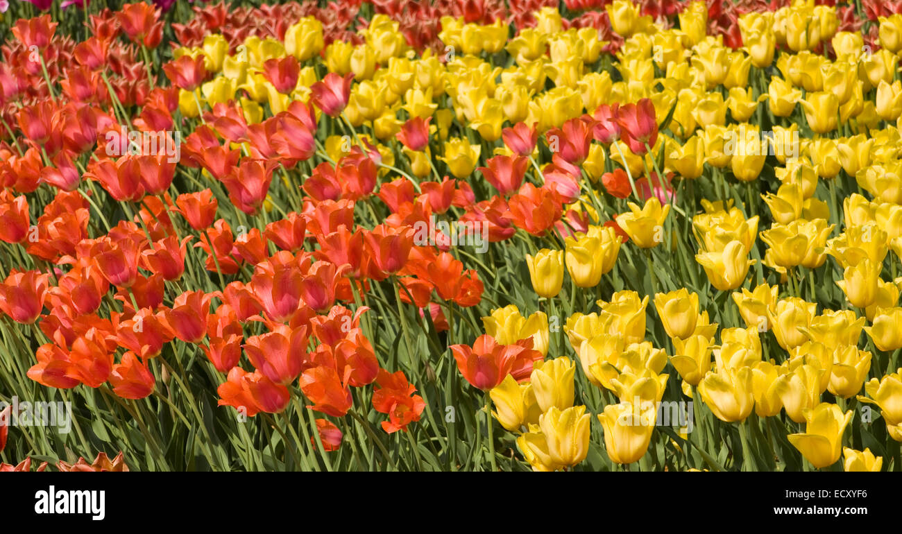 Flowerbed with many red and yellow tulips Stock Photo - Alamy