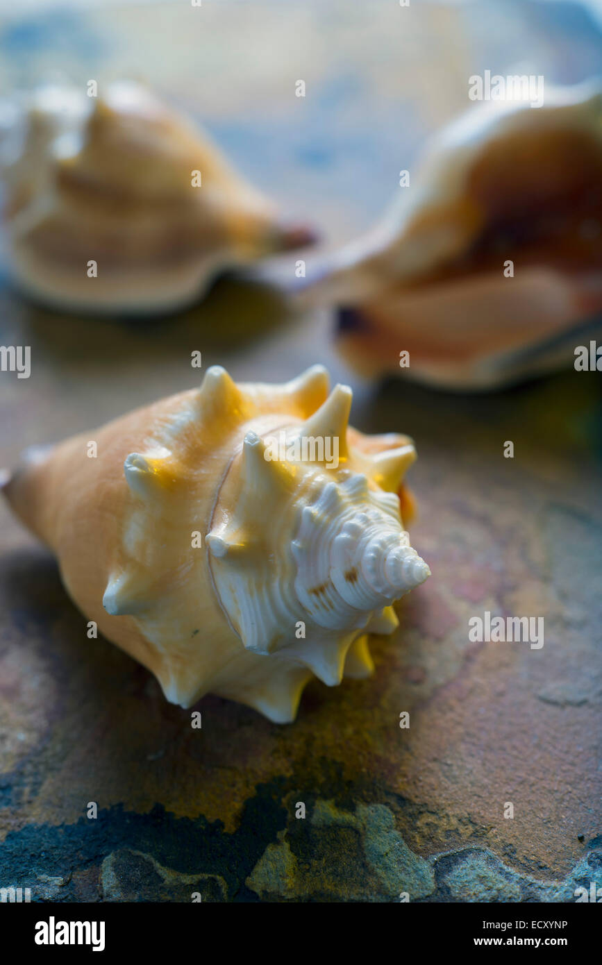 Three shells on a quartzite flake Stock Photo