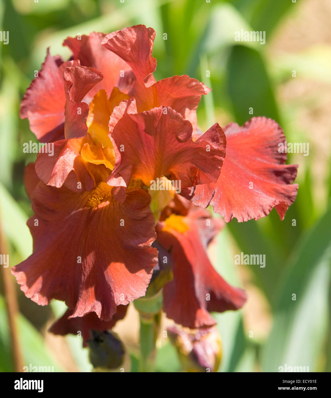 Iris of brown colour Stock Photo - Alamy