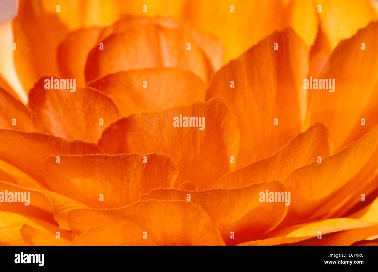 Smooth petals hi-res stock photography and images - Alamy
