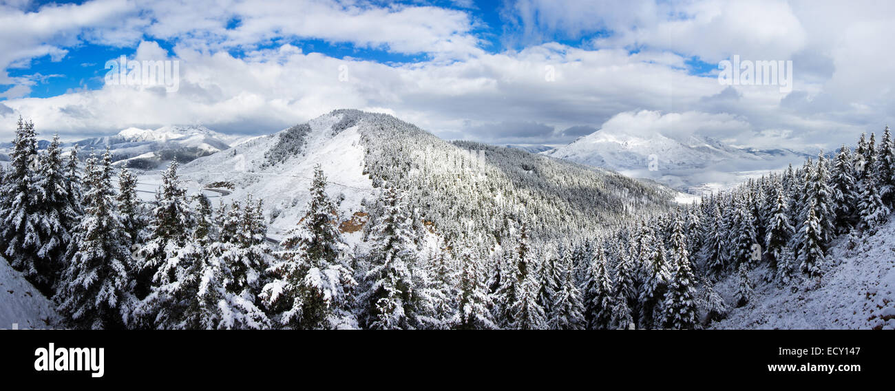 panorama spruce forest around mountain in winter covered by snow day scenic Stock Photo