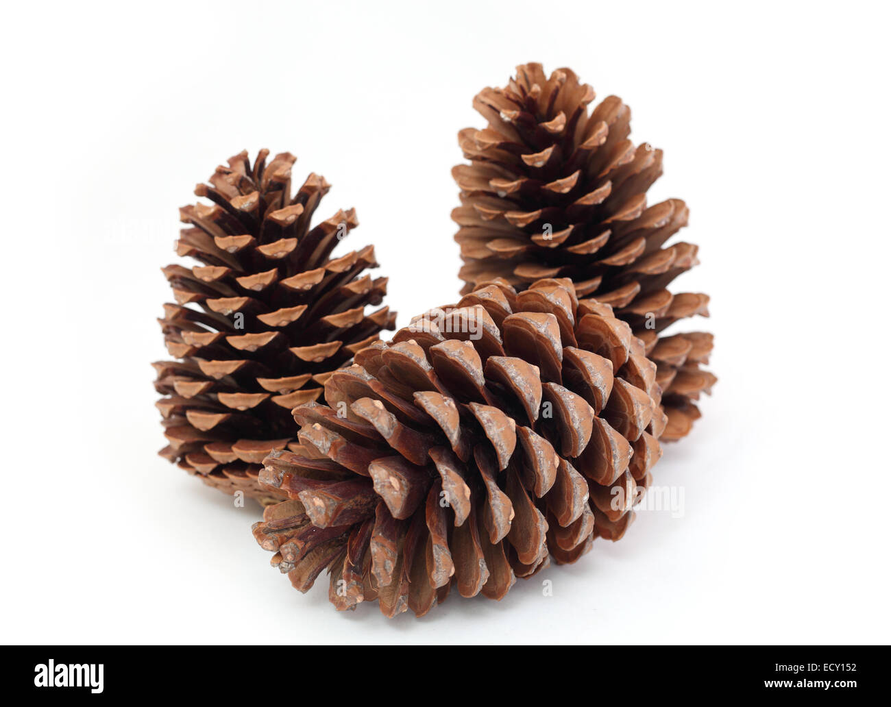 pine cones on a white background Stock Photo - Alamy