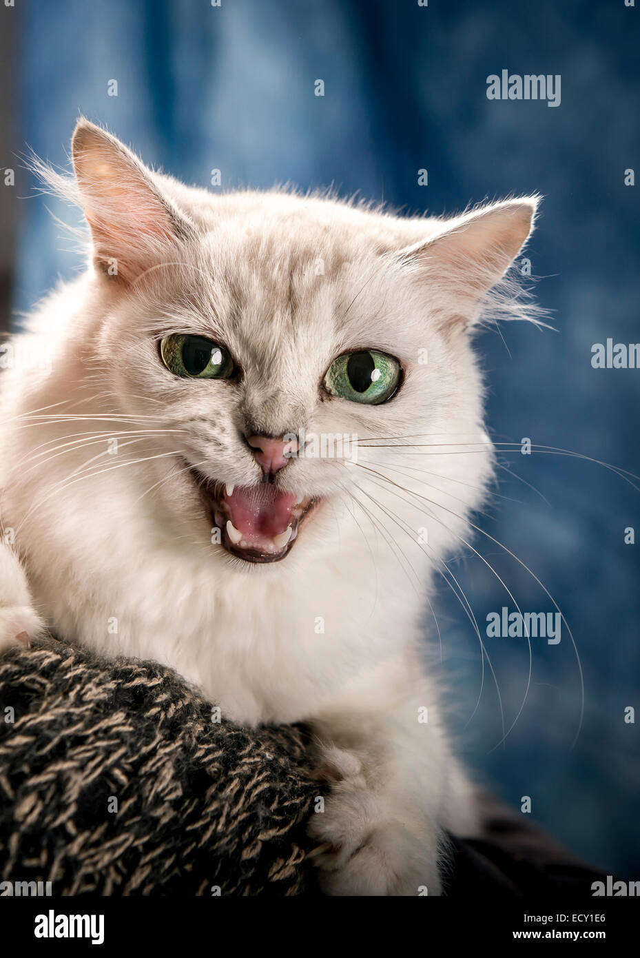 Angry animals hi-res stock photography and images - Alamy