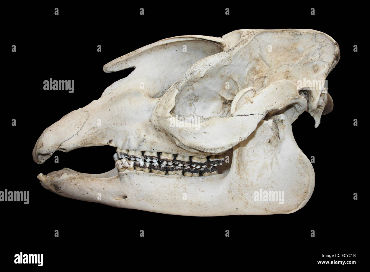 Baird's Tapir Tapirus bairdii Skull Stock Photo