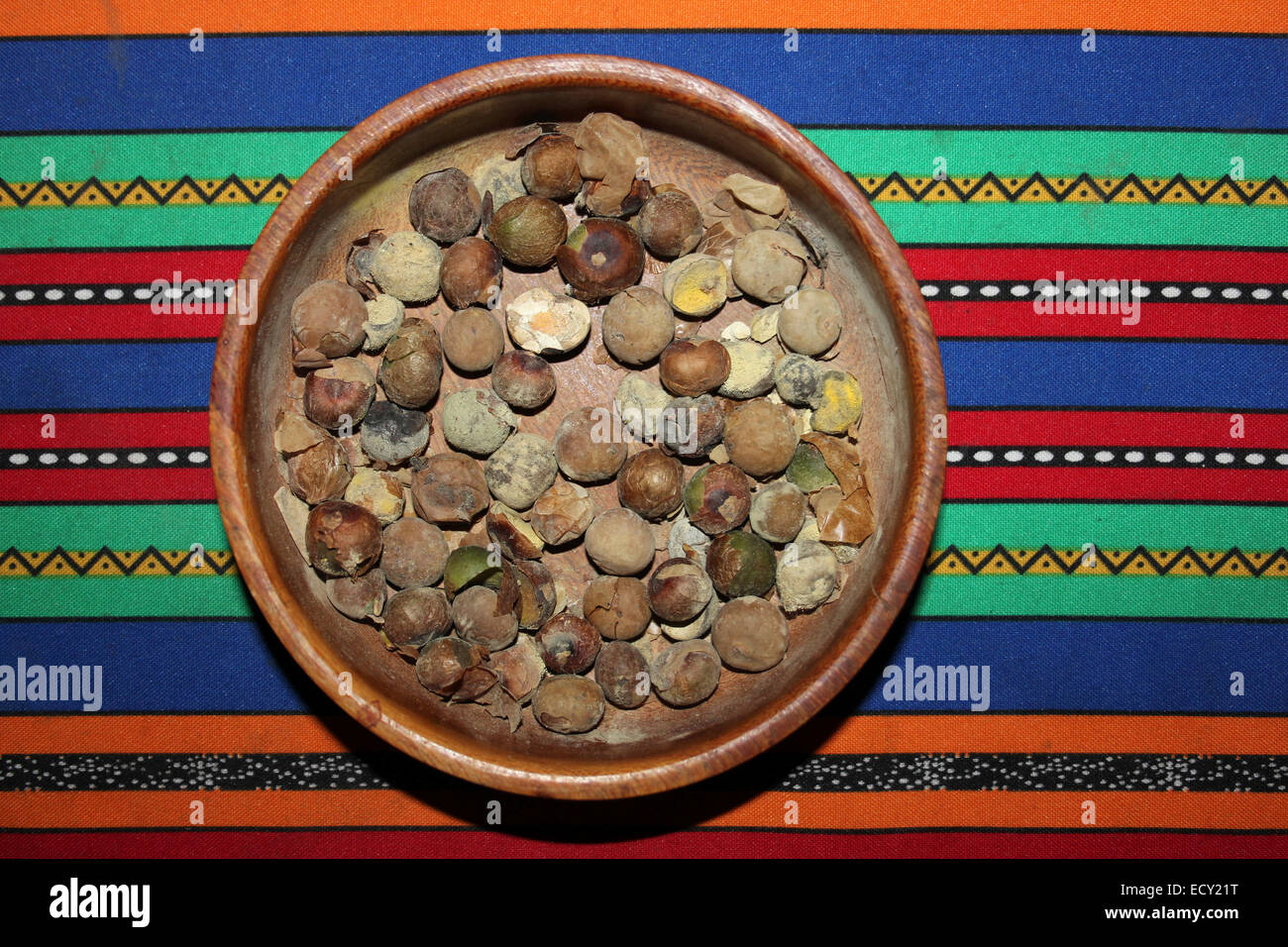 Bowl Of Maya Nuts a.k.a. Breadnut Brosimum alicastrum Stock Photo