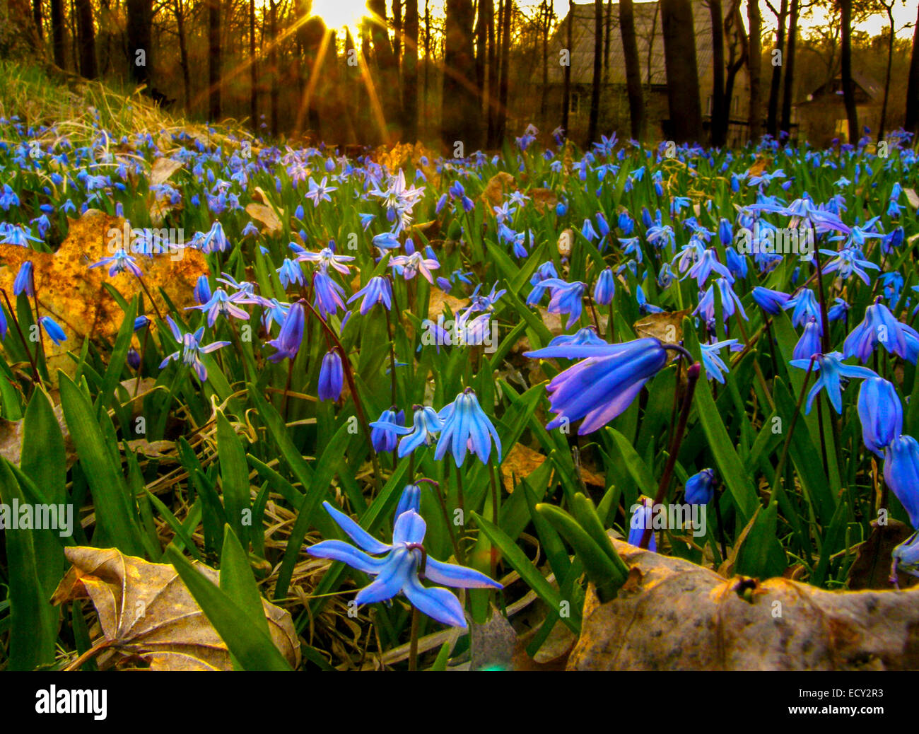 Glades hires stock photography and images Alamy