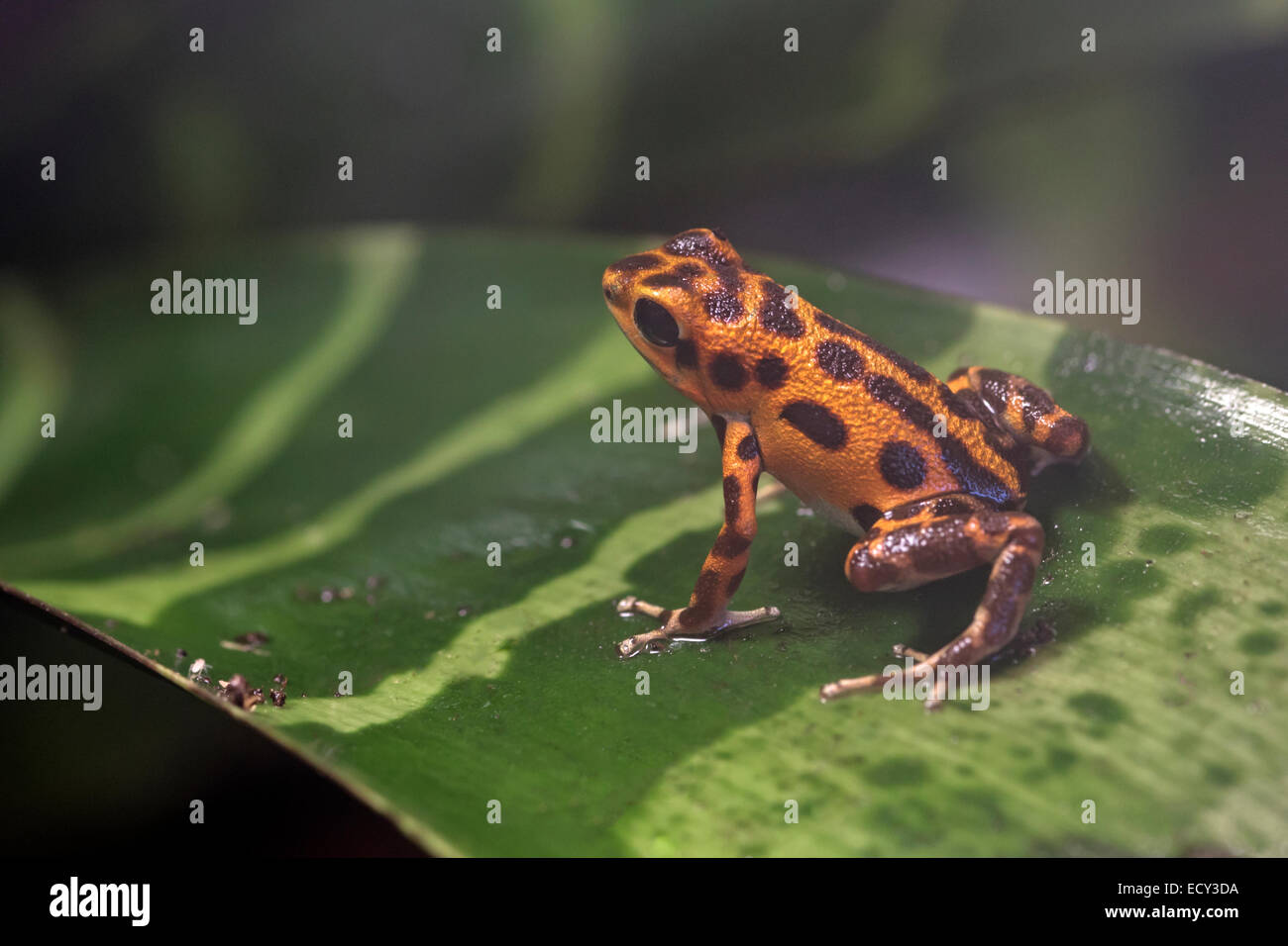Poison dart frog (Oophaga pumilio Stock Photo Alamy