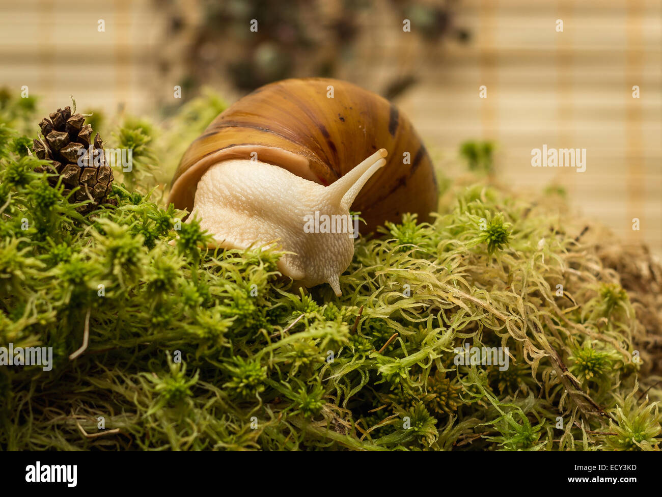 Albino snail Stock Photo
