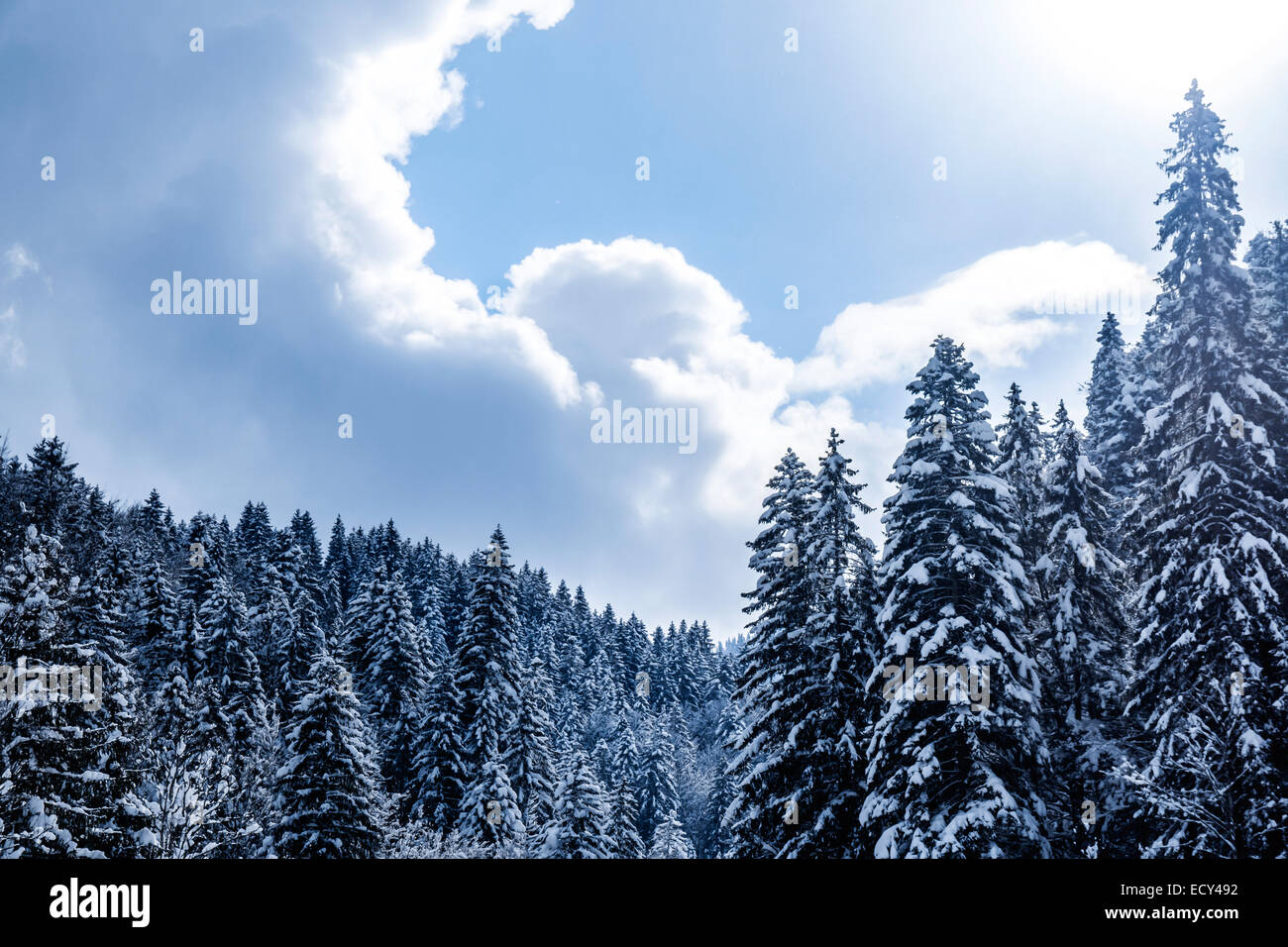 winter forest with blue cloudy sky and sunlight Stock Photo - Alamy