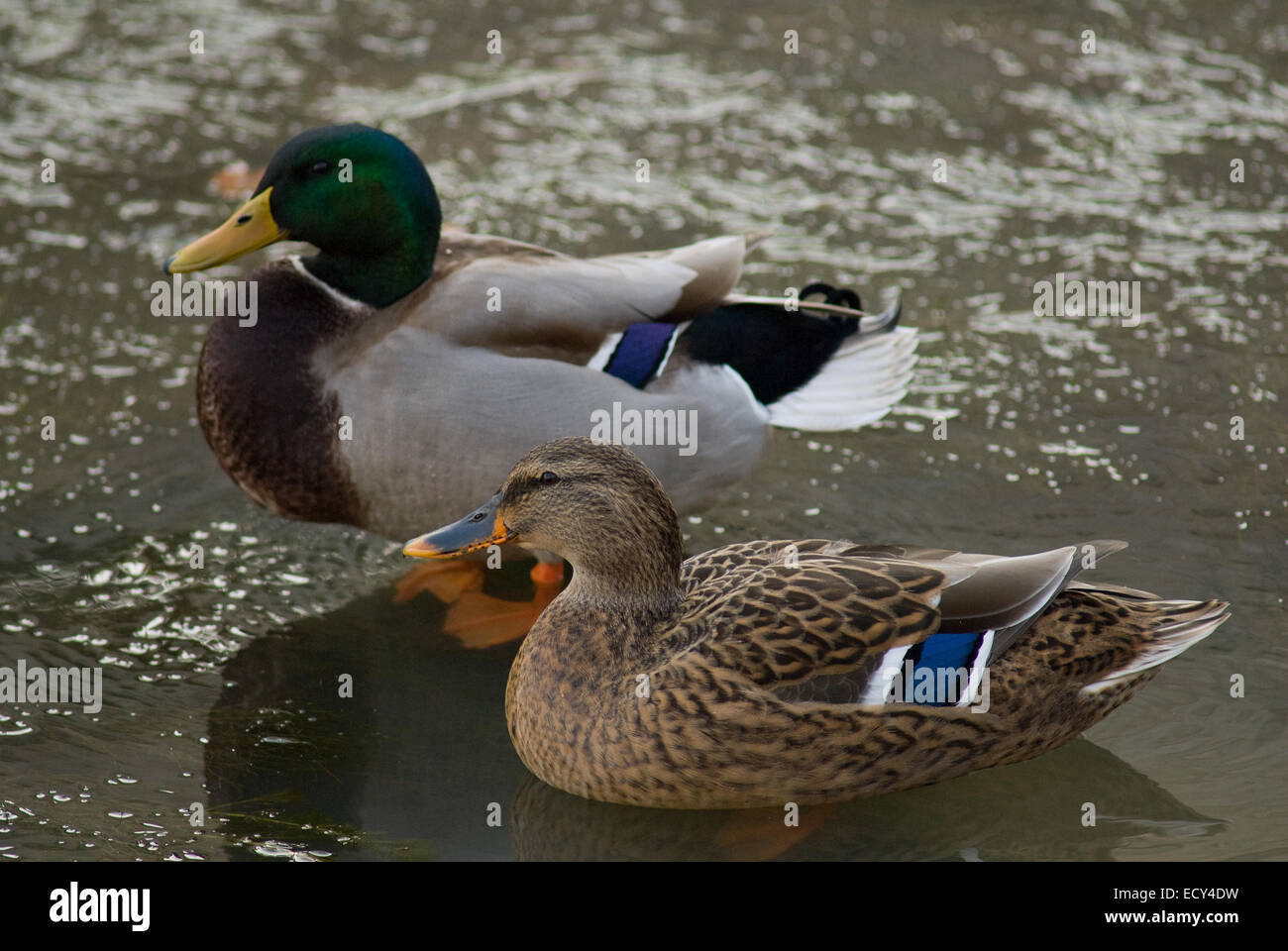 Male and female of mallard or wild duck, Anas platyrhynchos, Anatidae, Paterno Lake, Rieti, Lazio, Italy Stock Photo