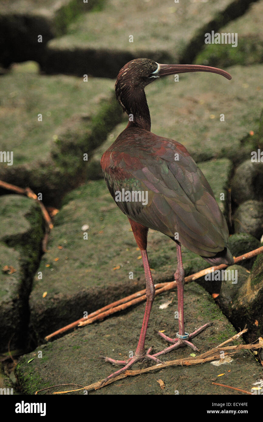Glossy ibis, Plegadis falcinellus, Threskiornithidae, tropical area of the world Stock Photo