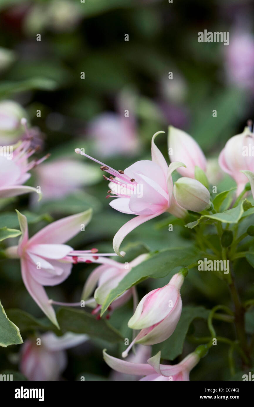 Fuchsia 'Dawn Fantasia' flowers Stock Photo Alamy