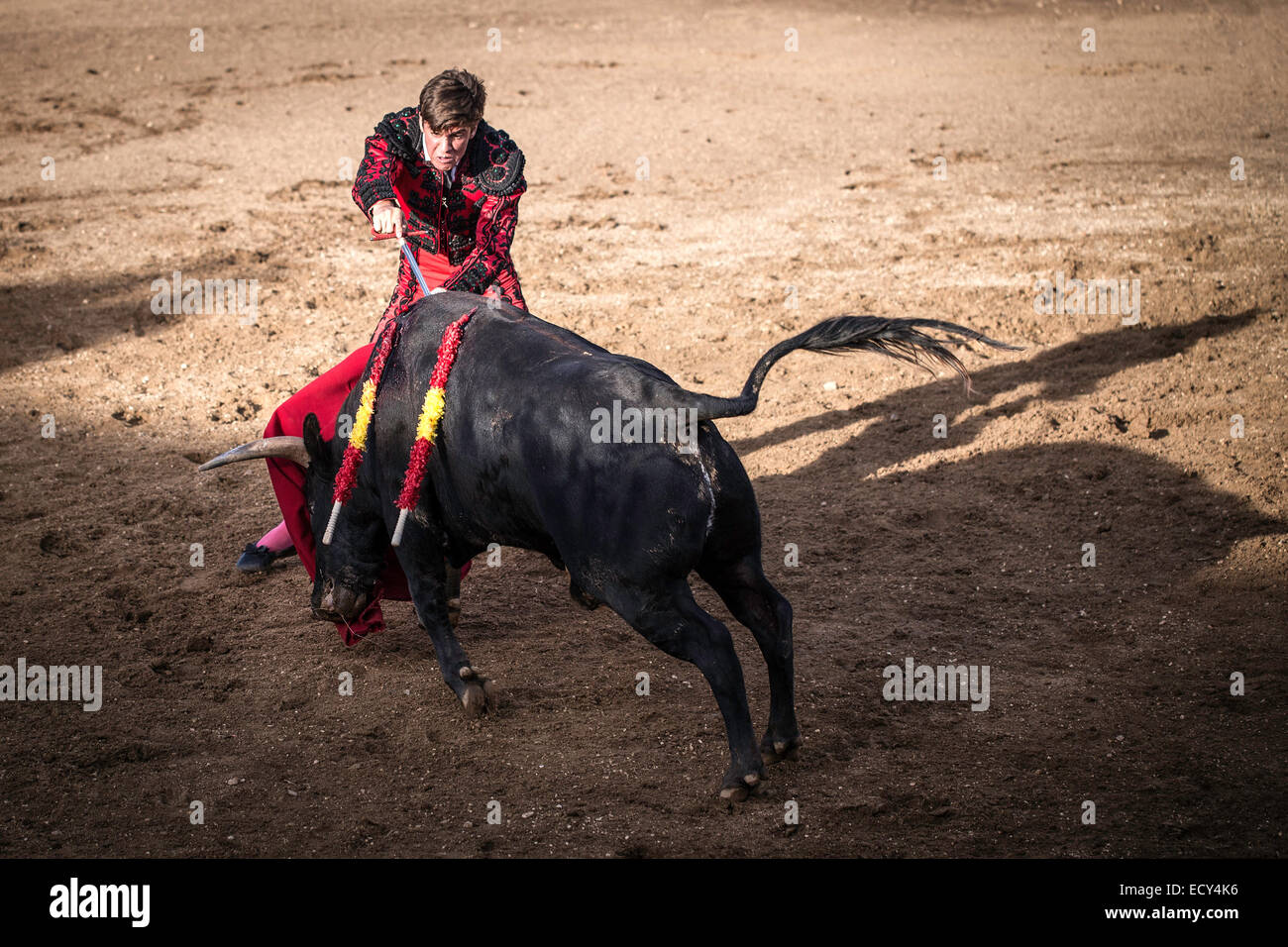 Torero shortly before the death blow, bullfighting, El Barco de Avila, Avila, Spain Stock Photo
