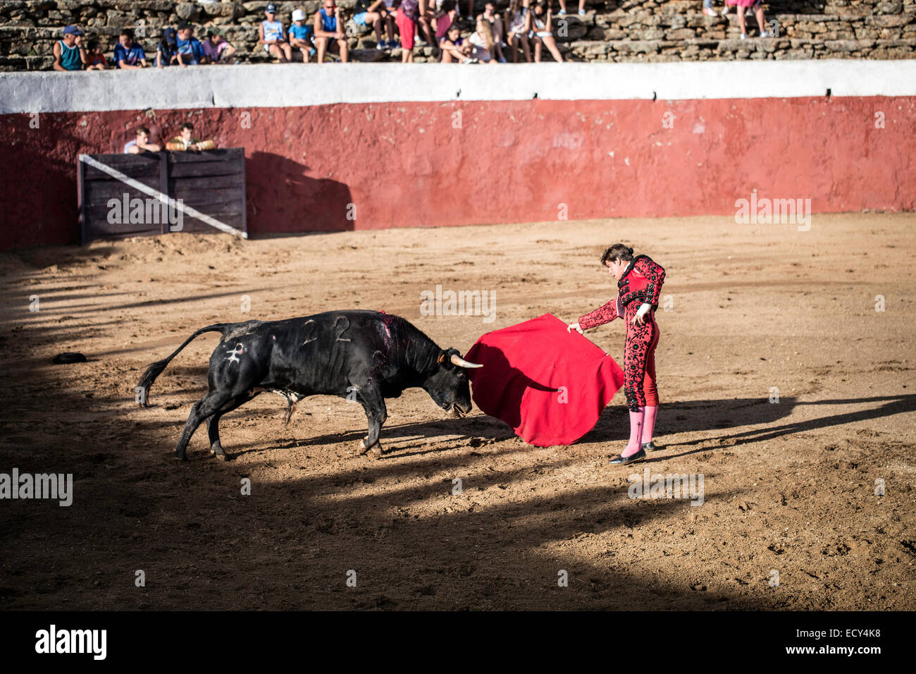 Torero and bull, bullfight, El Barco de Avila, Avila, Spain Stock Photo