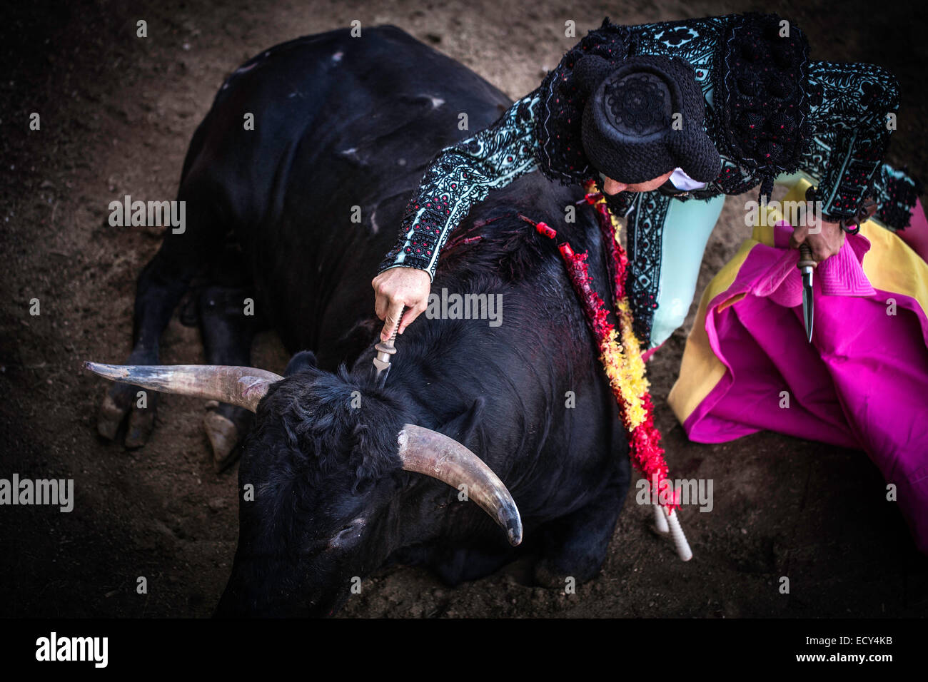 Helper killing the bull with the 'puntilla', bullfighting, El Barco de Avila, Avila, Spain Stock Photo