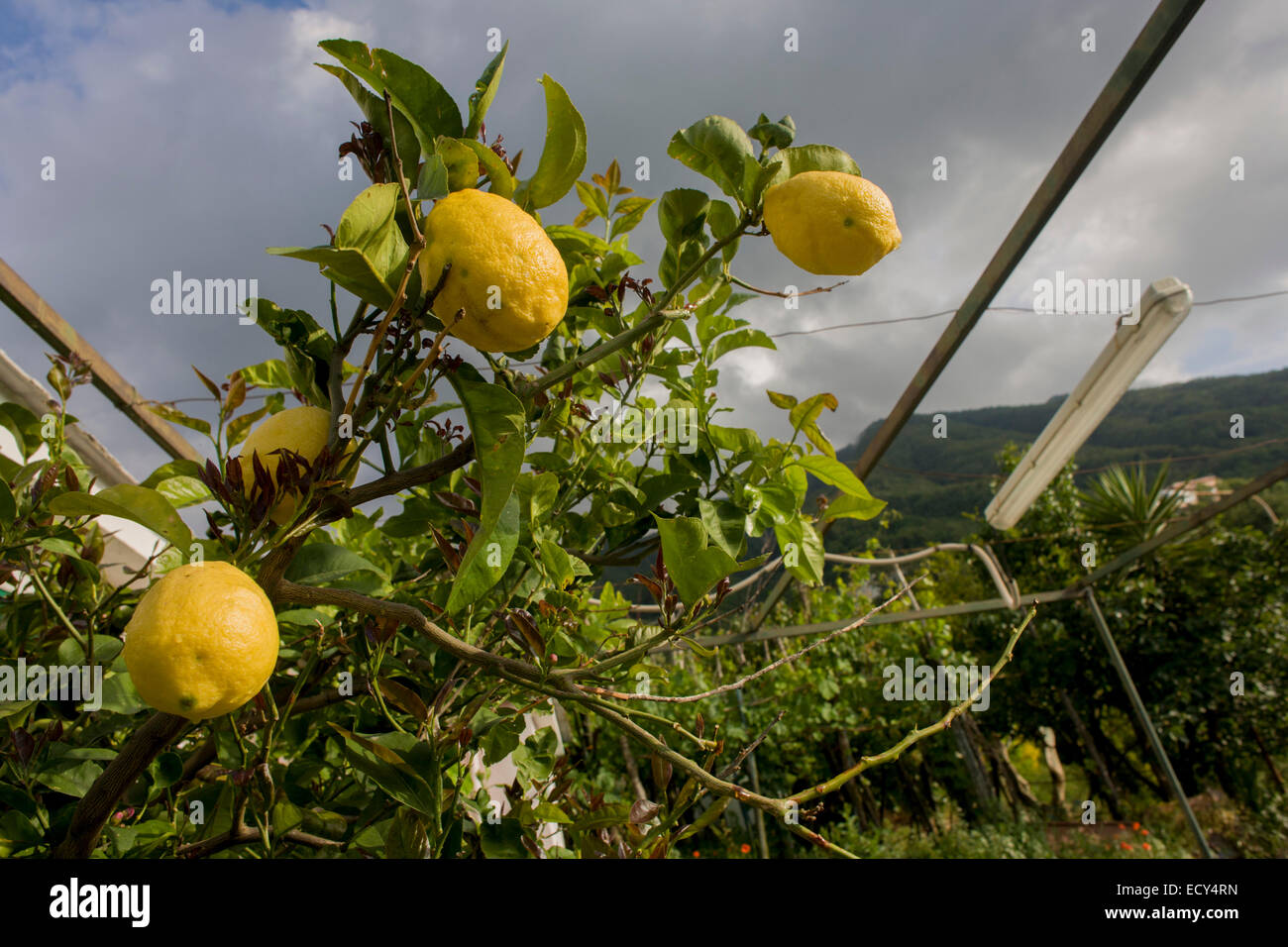 Lemons grow on fertile soil on a smallholding located on the slopes of the Vesuvius volcano, seen in the distance Stock Photo