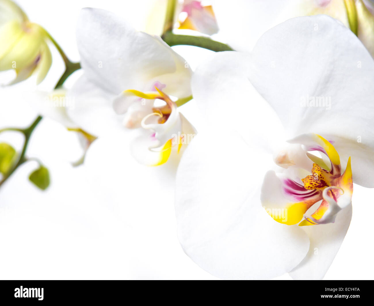 Closeup of white flower hi-res stock photography and images - Alamy