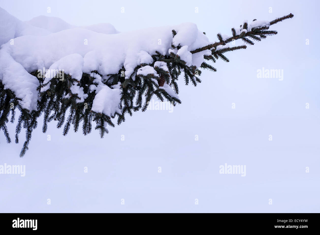 a branch of a fir tree with snow in winter Stock Photo