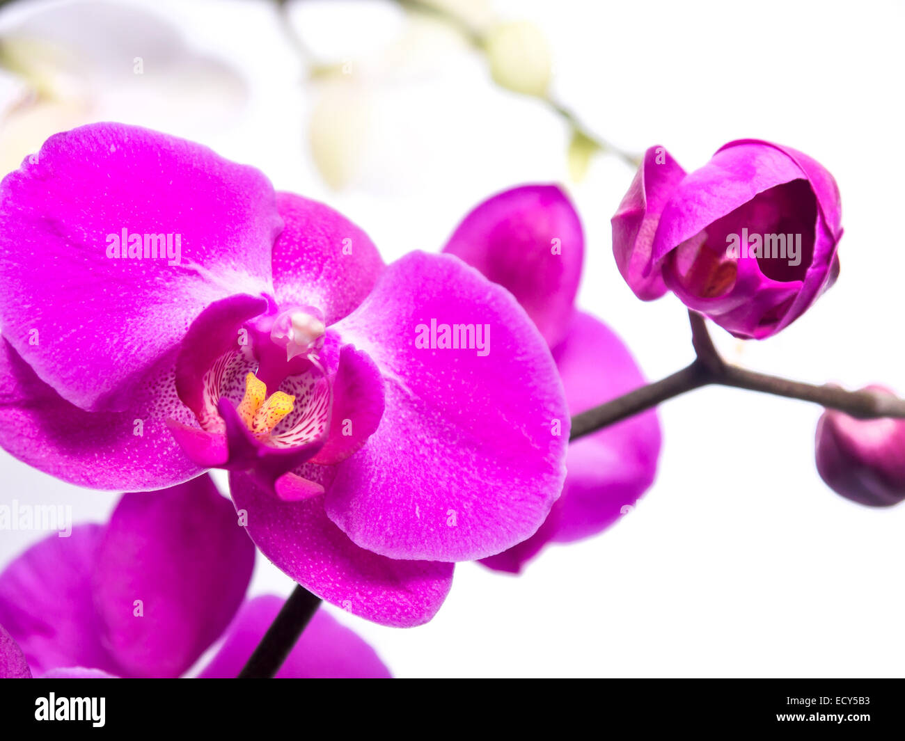 a violet orchid flower on white background Stock Photo