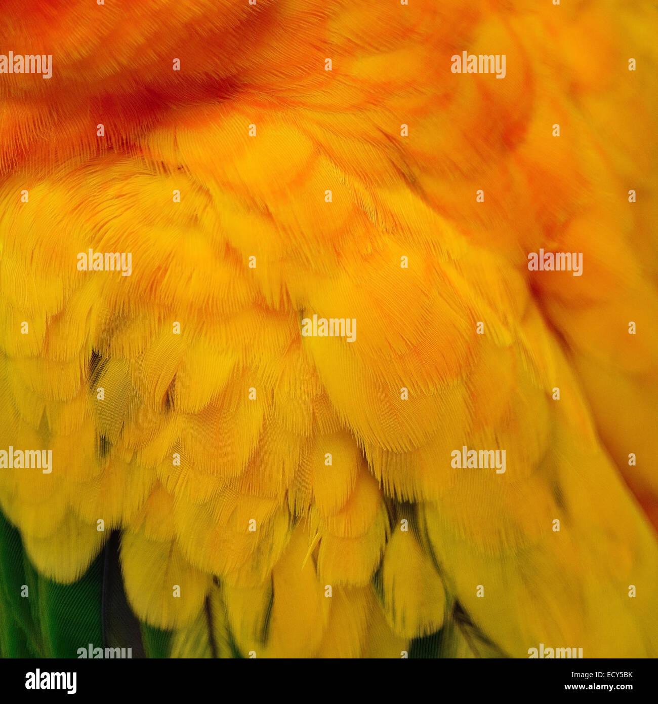 Colorful bird feathers, Sun Conure feathers texture background abstract Stock Photo